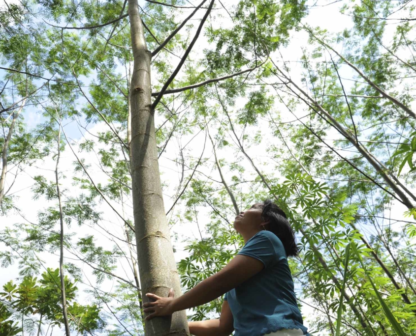 Indonesian woman standing by a two and a half years old sengon tree.